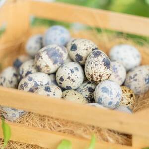 命のカプセル　うずらの生卵60個_卵・乳製品 卵  たまご タマゴ 玉子_【配送不可地域：離島】【1508077】