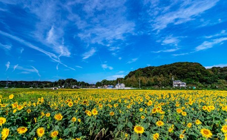 日本一前向きな 前向花畑 のオーナー ひまわり 静岡県湖西市 ふるさと納税サイト ふるなび