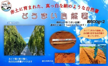 マンテンポテト(自然薯)500g×3