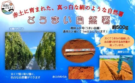 マンテンポテト(自然薯)500g