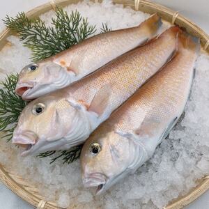 【遠州灘産】白甘鯛の一夜干し　約150g×5枚_魚介・海産物 鯛 鮮魚 たい タイ_【配送不可地域：離島】【1587703】