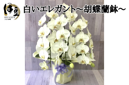 飾りやすいサイズ感 素敵な お花 白い エレガント 胡蝶蘭 1鉢　【静岡 伊豆フラワーギフト 花 贈り物】
