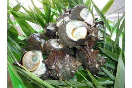 A-060 伊豆市産サザエ(約1.2kg)