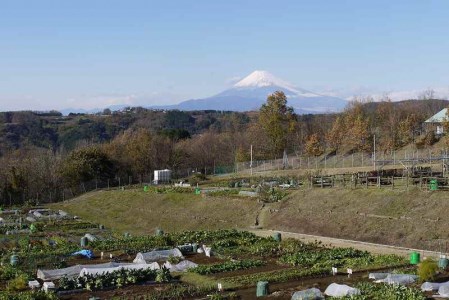 C-038 中伊豆体験農園（市民農園）１年間利用券 | 静岡県伊豆市 | ふるさと納税サイト「ふるなび」