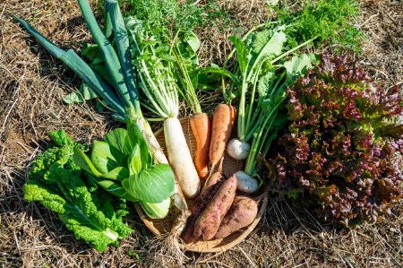 身体と環境に優しいSDGs旬の野菜セット 無農薬 無肥料 自然栽培 旬 新鮮 直送 自然農　010-010