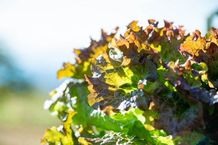 身体と環境に優しいSDGs旬の野菜セット 無農薬 無肥料 自然栽培 旬 新鮮 直送 自然農　010-010