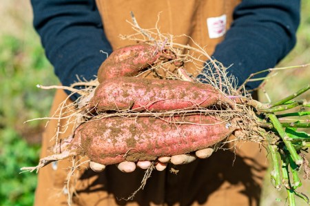 身体と環境に優しいSDGs旬の野菜定期便【4回】発送月が選べる 無農薬 無肥料 自然栽培 旬 新鮮 直送 自然農　040-006