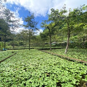 【わさびの大見屋】わさび特別セット　