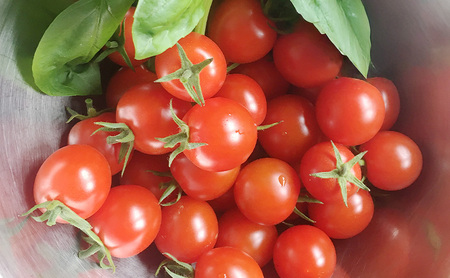 【2026年発送】ミニトマト ほれまる 1kg［松鶴ファーム］野菜ソムリエサミット金賞 トマト ミニトマト プチトマト 野菜 やさい 新鮮 とれたて 甘い 北海道 南富良野