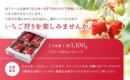 【2026年度 先行予約】 農家直送！静岡いちご　DX　糖度13～14度　1100g 程度（270～280g×4パック）甘くて地元大人気！やみつきリピーター多数　御前崎産　数量限定