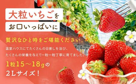 先行受付（2025年１月中旬以降発送）2Lサイズ　 静岡いちご「紅ほっぺ」40粒（20粒×2トレイ） 数量限定　人気　リピート多数