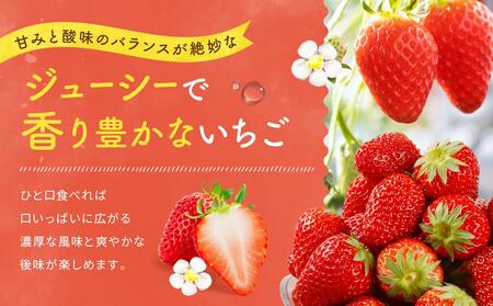 先行受付（2025年１月中旬以降発送）2Lサイズ　 静岡いちご「紅ほっぺ」40粒（20粒×2トレイ） 数量限定　人気　リピート多数