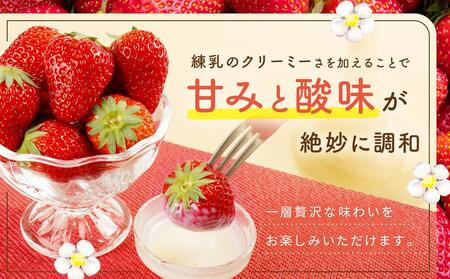 先行受付（2025年１月中旬以降発送）2Lサイズ　 静岡いちご「紅ほっぺ」40粒（20粒×2トレイ） 数量限定　人気　リピート多数