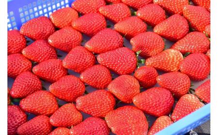 いちごページ　11/24以降 いちご16 いちごページ いちご 専用 いちご① いちごページ 椿 Buy