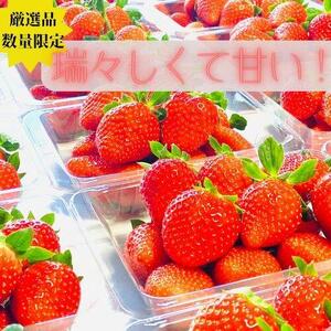 《限定3月発送》  朝採り同日出荷 イチゴ　御前崎産かおり野　1kg(250g×4パック)