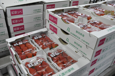 ◆先行予約　令和8年1月より順次発送◆静岡県産紅ほっぺ（約260g×2パック）JA遠州夢咲