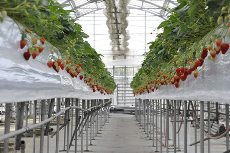 ◆先行予約　令和8年1月より順次発送◆静岡県産紅ほっぺ（約260g×4パック）JA遠州夢咲