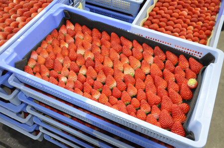 ◆先行予約　令和8年1月より順次発送◆静岡県産紅ほっぺ（約260g×4パック）JA遠州夢咲