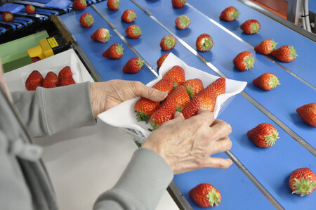 ◆先行予約　令和8年1月より順次発送◆静岡県産紅ほっぺ（約260g×4パック）JA遠州夢咲