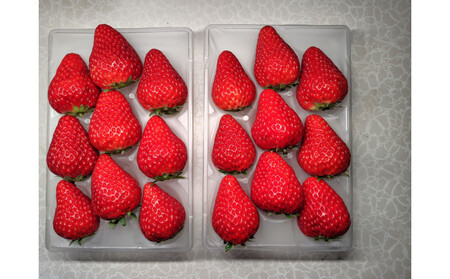 先行受付【静岡県産いちご】完熟紅ほっぺ・きらぴ香2パックセット（300g×2パック）【2026年1月下旬以降発送予定】