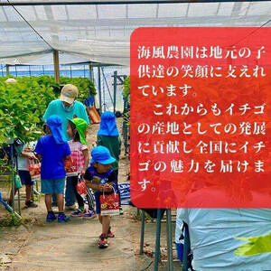 《限定2月発送》朝採り同日出荷 イチゴ　御前崎産かおり野　1kg(250g×4パック)