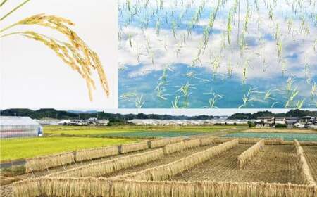 自然栽培米 純米酒 『 穂の穂 』 1.8L × 2本  合計 3.6Lお酒 日本酒 酒 地酒 静岡