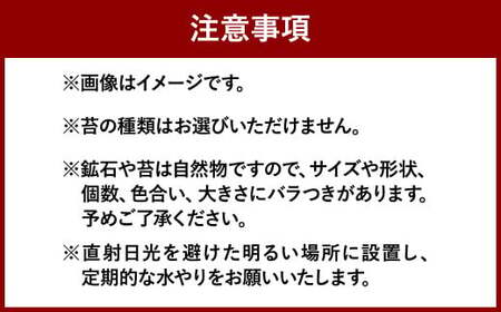 【苔テラリウム】 鉱石入り テラリウム 2つセット 【インテリア】 育て方のしおり 付き 植物 テラリウム 苔テラリウム 苔 こけ コケ セット