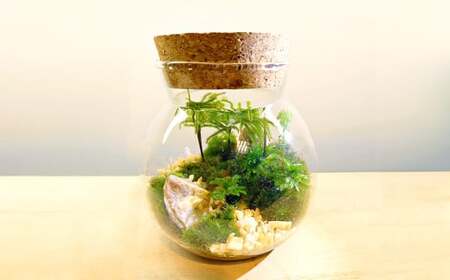 【手づくりキット】 丸型グラス 苔テラリウム 【インテリア】 説明書 付き 植物 テラリウム 苔テラリウム 苔 こけ コケ 手作り ハンドメイド セット