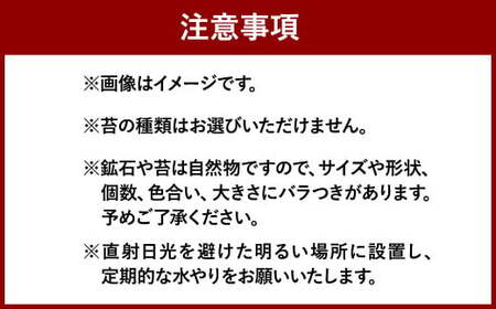 【手づくりキット】 丸型グラス 苔テラリウム 【インテリア】 説明書 付き 植物 テラリウム 苔テラリウム 苔 こけ コケ 手作り ハンドメイド セット