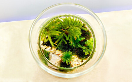 【手づくりキット】 丸型グラス 苔テラリウム 【インテリア】 説明書 付き 植物 テラリウム 苔テラリウム 苔 こけ コケ 手作り ハンドメイド セット