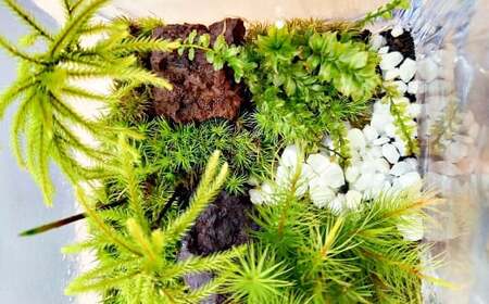 【手づくりキット】 ミニ庭園 苔テラリウム 【インテリア】 説明書 付き 植物 テラリウム 苔テラリウム 苔 こけ コケ 手作り ハンドメイド セット