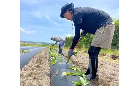 iIMOn! -生食感 生きてる 干し芋-（べにはるか 5枚入り×5袋）150g×5袋 計750g 干し芋 ほしいも 小分け 紅はるか さつまいも 袋