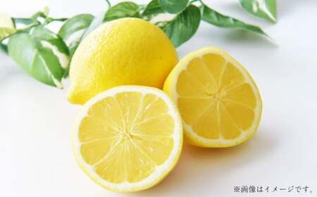 国産レモン 2kg【2026年12月上旬-2027年1月下旬まで順次発送予定】 ｜ フルーツ 果物 レモン 柑橘 れもん 檸檬 国産 静岡県 菊川市