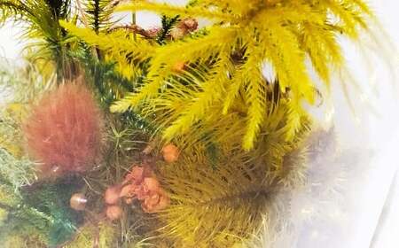 【さとリウムR】プリザーブド加工のテラリウム 秋 1セット ｜テラリウム ガラスドーム 苔 こけ コケ 植物 鑑賞用 インテリア 水やり不要