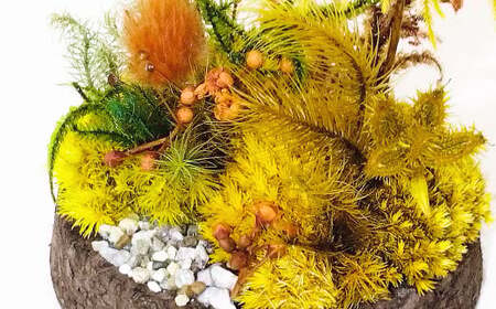 【さとリウムR】プリザーブド加工のテラリウム 秋 1セット ｜テラリウム ガラスドーム 苔 こけ コケ 植物 鑑賞用 インテリア 水やり不要