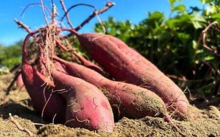 わけありほしいも 紅はるか 6袋セット（300g×6袋）合計1.8kg｜ 訳あり ほしいも 干し芋 干芋 さつまいも