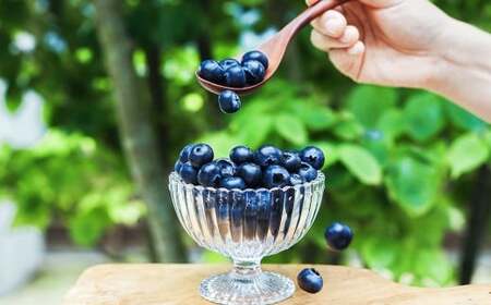 生ブルーベリー 計約900g（約100g×9パック）【2026年4月下旬-6月上旬発送予定】 ｜ブルーベリー 果物 フルーツ 静岡県 菊川市