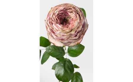 フラワー オブ ザ イヤーota 受賞 一輪で絵になるバラartrose ヴァーズシリーズ3品種10本 静岡県菊川市 ふるさと納税サイト ふるなび