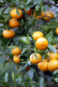 みかん狩りと宝探し体験券（2名様用）／みかんのお土産（約5㎏）付き