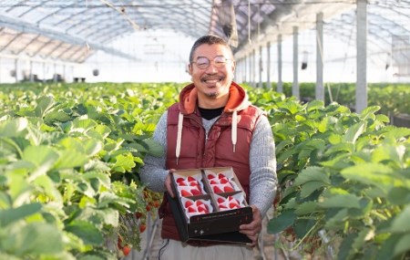 【いちご定期便】ふるさと納税お礼品 限定！ ジュンサンベリー 最高の4回