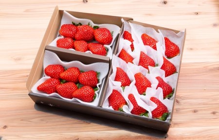 【いちご定期便】ふるさと納税お礼品 限定！ ジュンサンベリー 最高の4回