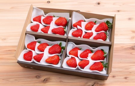 【いちご定期便】ふるさと納税お礼品 限定！ ジュンサンベリー 最高の4回