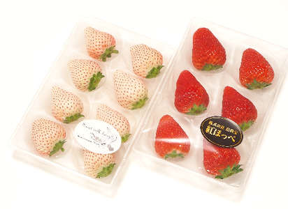 115-5　高級紅白いちごセット　白いちご「Sweet milk berry 200g　1パック」　赤いちご「紅ほっぺ 200ｇ　1パック」