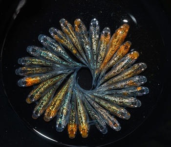 129-32　ユリシス松井ヒレ長　オス・メス　ランダム10匹