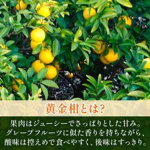 黄金柑 3kg 訳あり 黄金柑