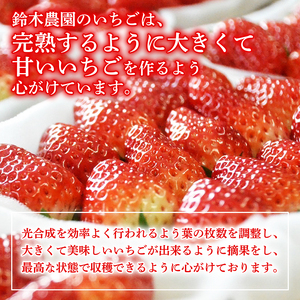いちご 苺 予約受付 きらぴ香 800g 苺 【鈴木農園】