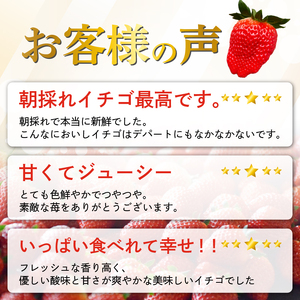 いちご 苺 予約受付 きらぴ香 800g 苺 【鈴木農園】