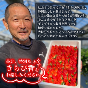 いちご 苺 予約受付 きらぴ香 800g 苺 【鈴木農園】
