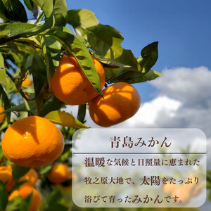 青島 みかん 5kg オレンジ みかん