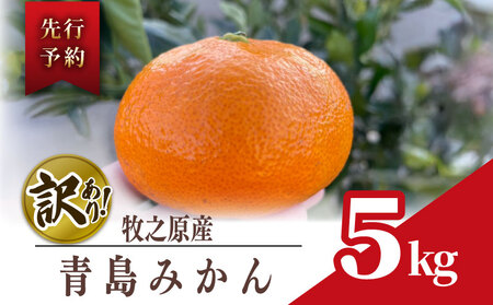 【 訳あり みかん 】 青島 みかん 約 5kg 先行予約 2025年 12月 下旬 から 発送 農家直送 ギフト minorien